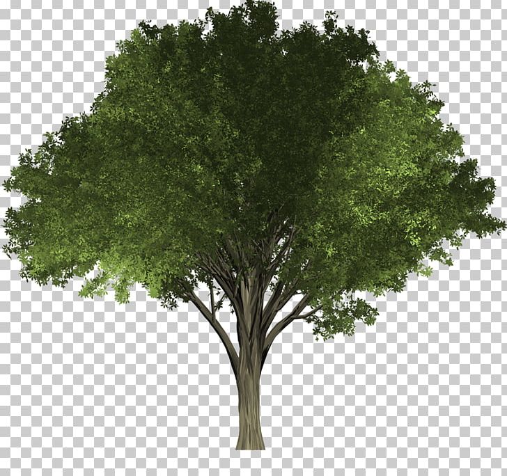 Tree Elm Woody Plant Oak PNG, Clipart, Arborist, Branch, Elm, Grass, Leaf Free PNG Download