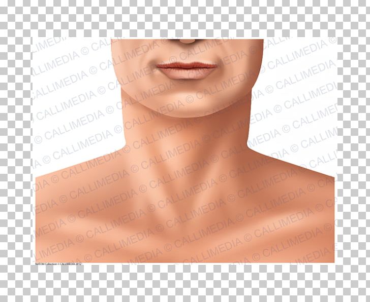 Chin Tattoo Cheek Jaw Forehead PNG, Clipart, Cheek, Chin, Face, Forehead, Jaw Free PNG Download