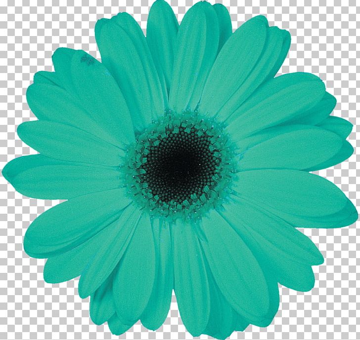 Daisy Family Petal Transvaal Daisy Leaf Flower PNG, Clipart, Advertising, Aqua, Daisy, Daisy Family, Flower Free PNG Download
