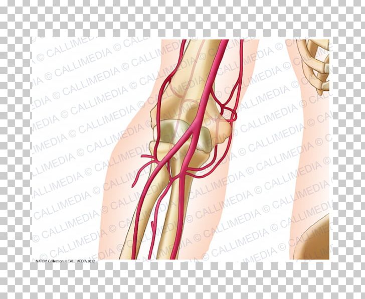 Elbow Ulnar Artery Anatomy Radial Artery PNG, Clipart, Anatomy, Arm, Artery, Blood Vessel, Brachial Artery Free PNG Download