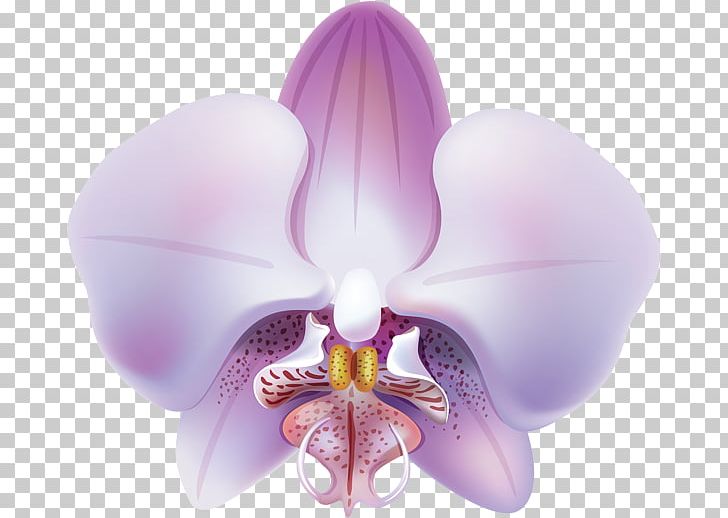 Orchids Purple Flower PNG, Clipart, Art, Flower, Flowering Plant, Green, Lilac Free PNG Download