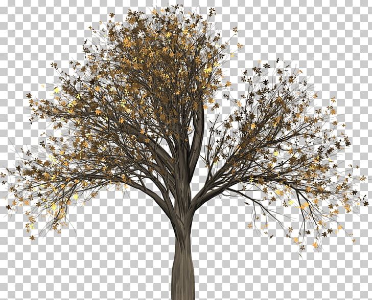 Twig Tree Portable Network Graphics Elm PNG, Clipart, Autumn, Autumn Leaf Color, Branch, Deciduous, Elm Free PNG Download