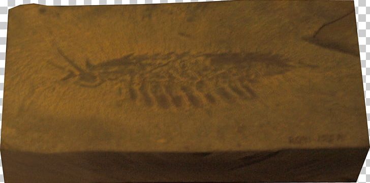 Burgess Shale Leanchoilia Cambrian Arthropod Anomalocaris PNG, Clipart, Animal, Anomalocaris, Arthropod, Box, Burgess Shale Free PNG Download