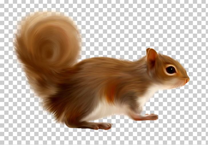 Gerbil Tree Squirrels PNG, Clipart, Clip Art, Collage, Computer Icons, Fauna, Fur Free PNG Download