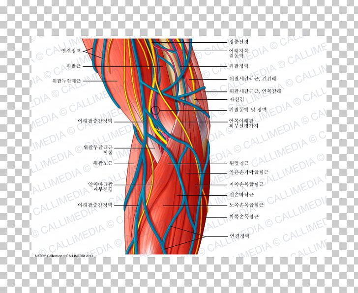 Nervous System Ulnar Nerve Elbow Blood Vessel PNG, Clipart,  Free PNG Download