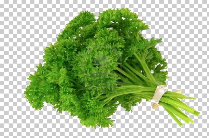 Parsley Organic Food Herb Vegetable PNG, Clipart, Bok Choy, Chives, Common Sage, Coriander, Food Free PNG Download