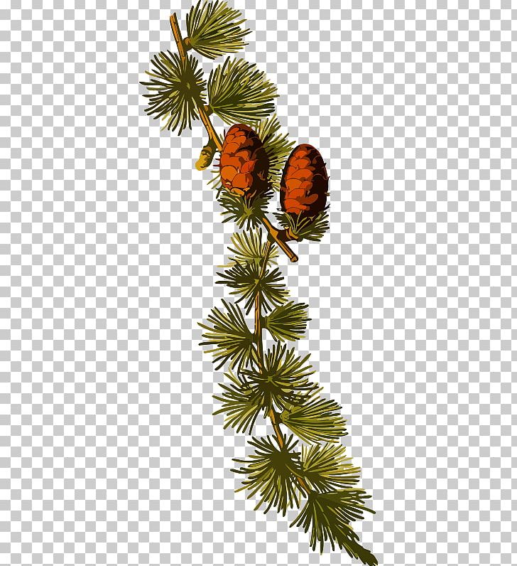 Botany Medicinal Plants Conifer Cone Alpinis Maumedis PNG, Clipart, Botanical Illustration, Botany, Branch, Christmas Decoration, Christmas Ornament Free PNG Download
