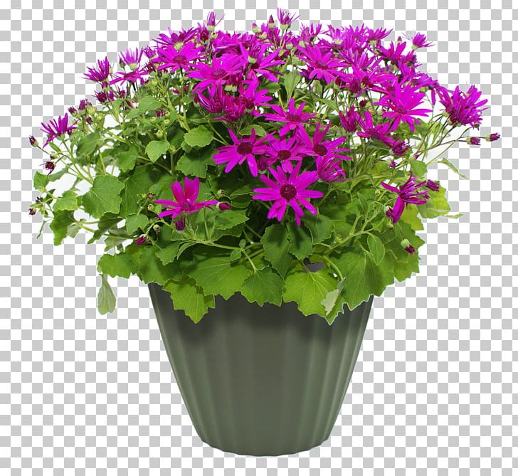 Flowerpot Container Garden Plant PNG, Clipart, Annual Plant, Chrysanths, Container Garden, Cut Flowers, Flower Free PNG Download