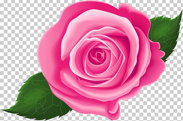 Garden Roses Cabbage Rose Floribunda Pink PNG, Clipart, Annual Plant, Cabbage Rose, China Rose, Clip Art, Closeup Free PNG Download