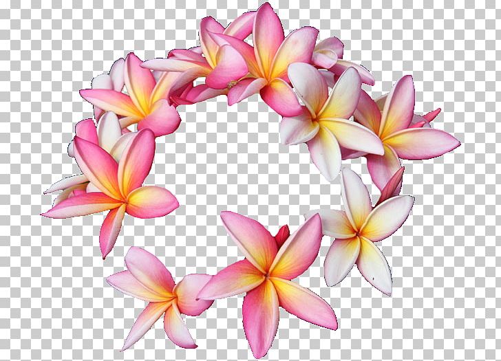 Hawaii Plumeria Rubra Cut Flowers Floral Design PNG, Clipart, Cut Flowers, Floral Design, Floral Emblem, Floristry, Flower Free PNG Download