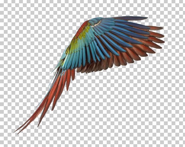 Parrot Red-and-green Macaw Bird Vertebrate Great Green Macaw PNG, Clipart, Animals, Beak, Bird, Blueandyellow Macaw, Common Pet Parakeet Free PNG Download