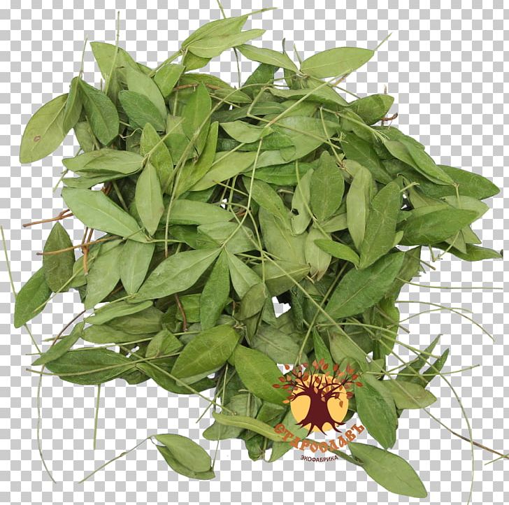 Periwinkle Traditional Medicine Medicinal Plants Shrub PNG, Clipart, Artikel, Flower, Herb, Leaf, Material Free PNG Download