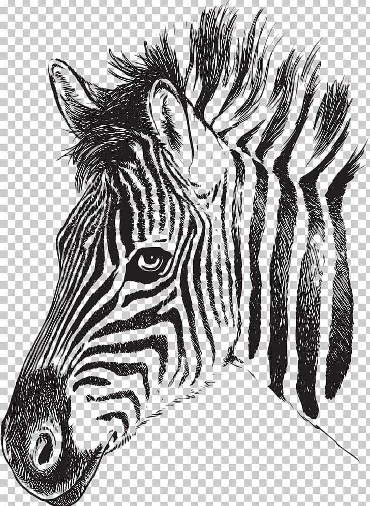 Zebra Drawing Stripe PNG, Clipart, Animal, Black And White, Design, Fauna, Font Free PNG Download