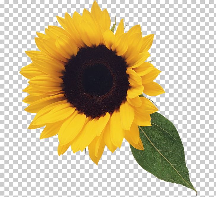 Common Sunflower Free Content PNG, Clipart, Daisy Family, Flower, Flowering Plant, Flowers, Gree Free PNG Download