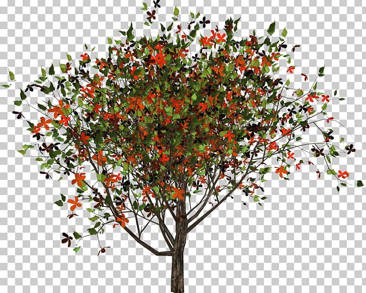 Tree Shrub Plant Branching PNG, Clipart, Branch, Branching, Flora, Nature, Plant Free PNG Download