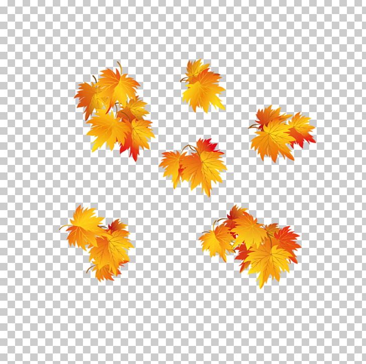 Autumn Leaf PNG, Clipart, Autumn, Autumn Leaf, Autumn Leaf Color, Autumn Leaves, Clip Art Free PNG Download