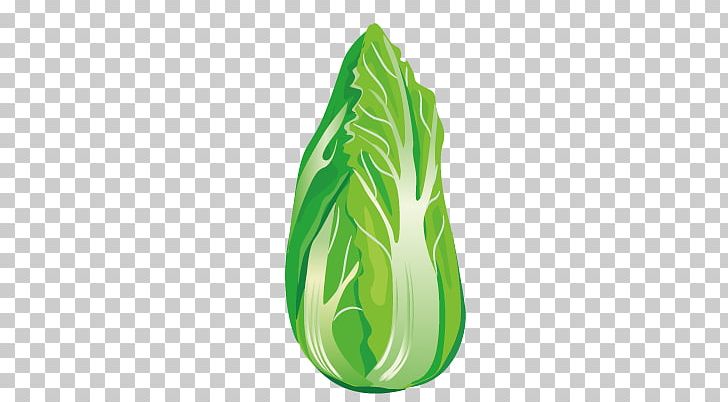 Chinese Cabbage Iceberg Lettuce Napa Cabbage PNG, Clipart, Cabbage, Cabbage Vector, Chinese, Chinese Cabbage, Chinese Dragon Free PNG Download