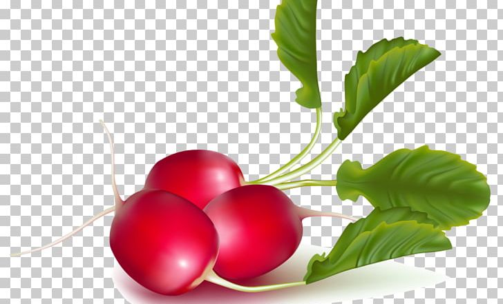 Garden Radish Radishes Daikon Food PNG, Clipart, Beet, Beetroot, Berry, Carrot, Cherry Free PNG Download