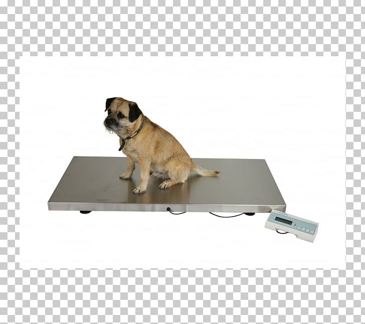 Pug Dog Breed Measuring Scales Veterinary Medicine Veterinarian PNG, Clipart, Accuracy And Precision, Animal, Bascule, Breed, Carnivoran Free PNG Download