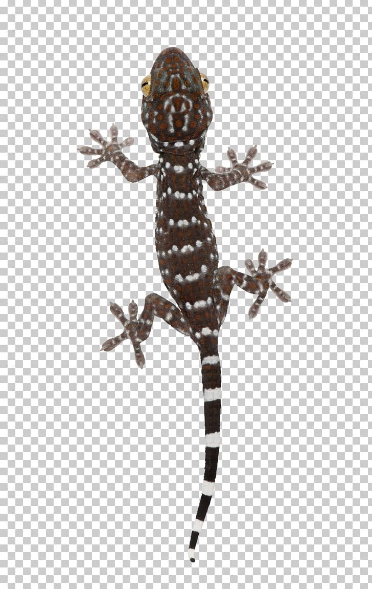 Reptile Tokay Gecko Lizard Common Leopard Gecko PNG, Clipart, Animal, Animals, Common Leopard Gecko, Gecko, Geckos Free PNG Download