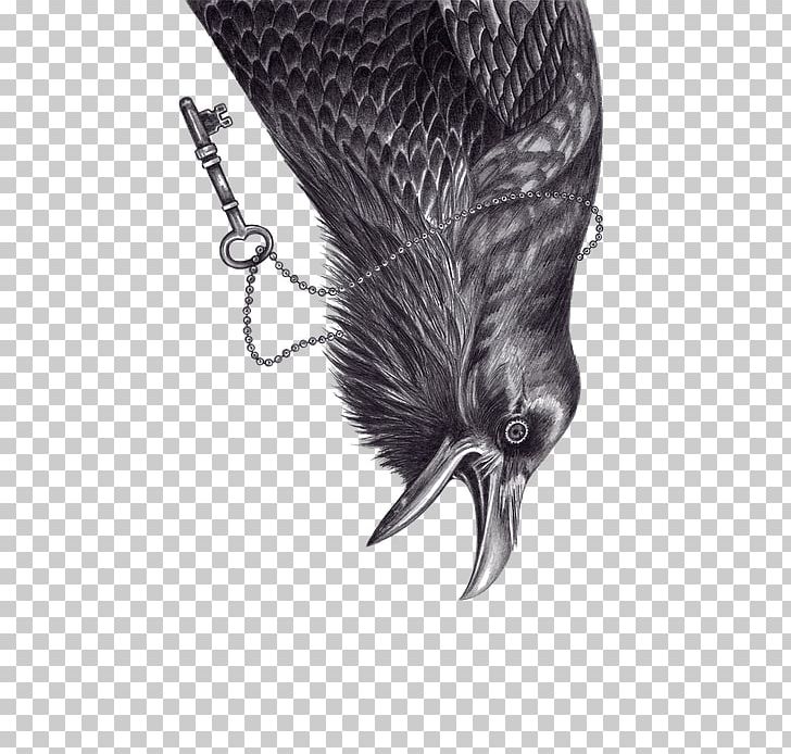 Rook The Raven Common Raven Bird PNG, Clipart, Animal, Animals, Art, Beak, Bird Free PNG Download