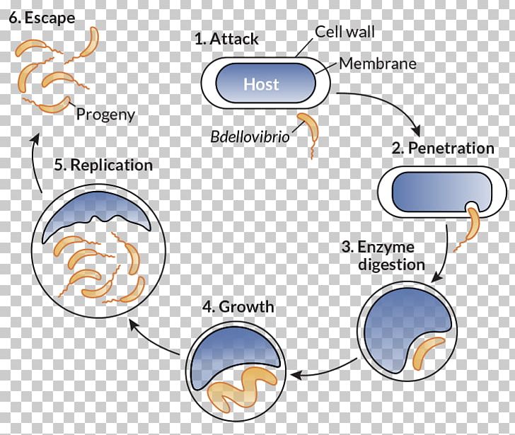 Bdellovibrio Bacteria Antibiotics Vampirococcus Infection PNG, Clipart, Antibiotics, Area, Bacteria, Bacterial Disease, Diagram Free PNG Download