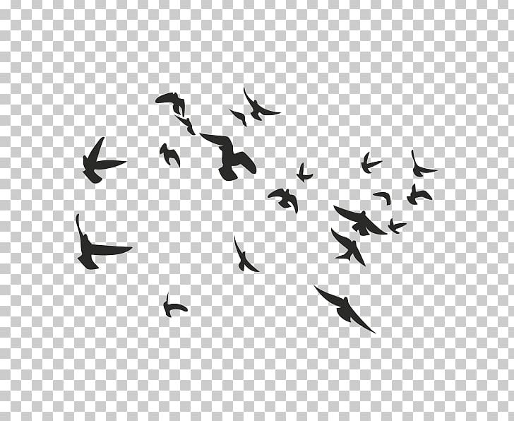 Bird Columbidae Flock PNG, Clipart, Animal Migration, Animals, Beak, Bird, Bird Flight Free PNG Download