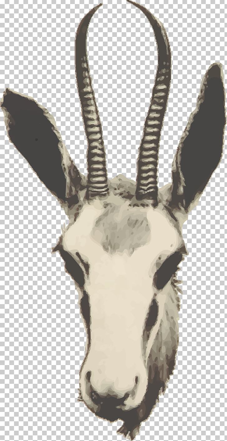 Goat Impala Springbok Gazelle Antelope PNG, Clipart, Animals, Antelope, Antler, Cattle Like Mammal, Cow Goat Family Free PNG Download