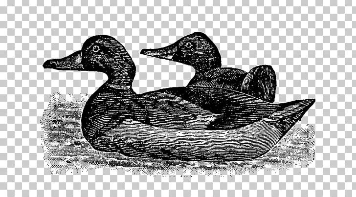 Mallard Goose Duck Fauna Beak PNG, Clipart, Animals, Beak, Bird, Black And White, Decoy Free PNG Download