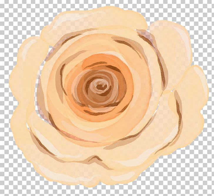 Rose Family Peach PNG, Clipart, Beige, Flower, Fruit Nut, Peach, Petal Free PNG Download