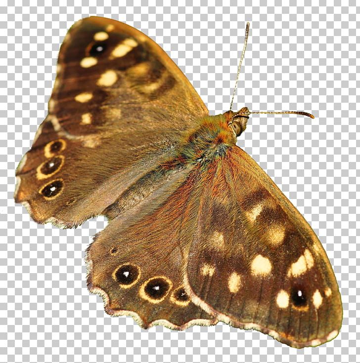 Czu0119stochowa Butterfly The Faculty Of Management Of The University Of Warsaw PNG, Clipart, Arthropod, Bombycidae, Brush Footed Butterfly, Butterflies And Moths, Computer Icons Free PNG Download