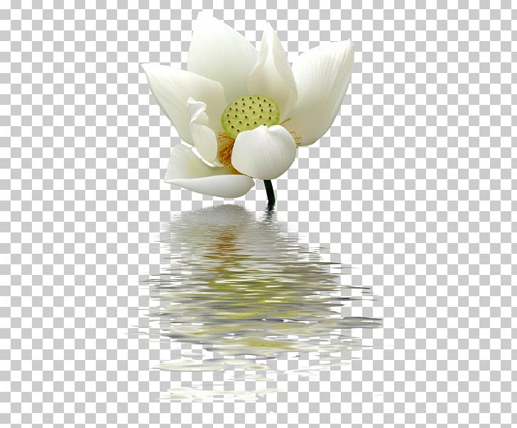 Nelumbo Nucifera Nymphaea Lotus Flower PNG, Clipart, Aquatic Plant, Clip Art, Closeup, Computer Wallpaper, Egyptian Lotus Free PNG Download