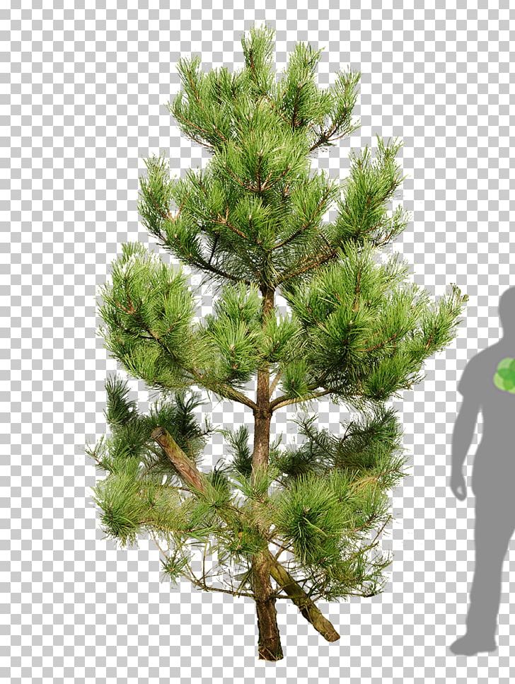 Scots Pine Fir Tree Pinus Nigra Mountain Pine PNG, Clipart, Branch, Christmas Ornament, Christmas Tree, Conifer, Conifers Free PNG Download