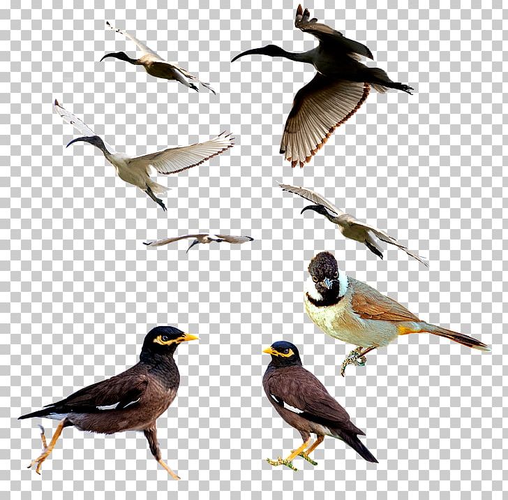 Bird Air Gun An Alcohol-powered Gun Video PNG, Clipart, Acridotheres, Air Gun, Animals, Beak, Bird Free PNG Download