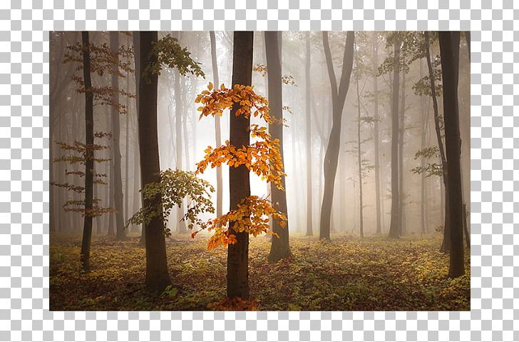 Desktop Mural Office PNG, Clipart, Accent Wall, Art, Autumn, Branch, Ceiling Free PNG Download