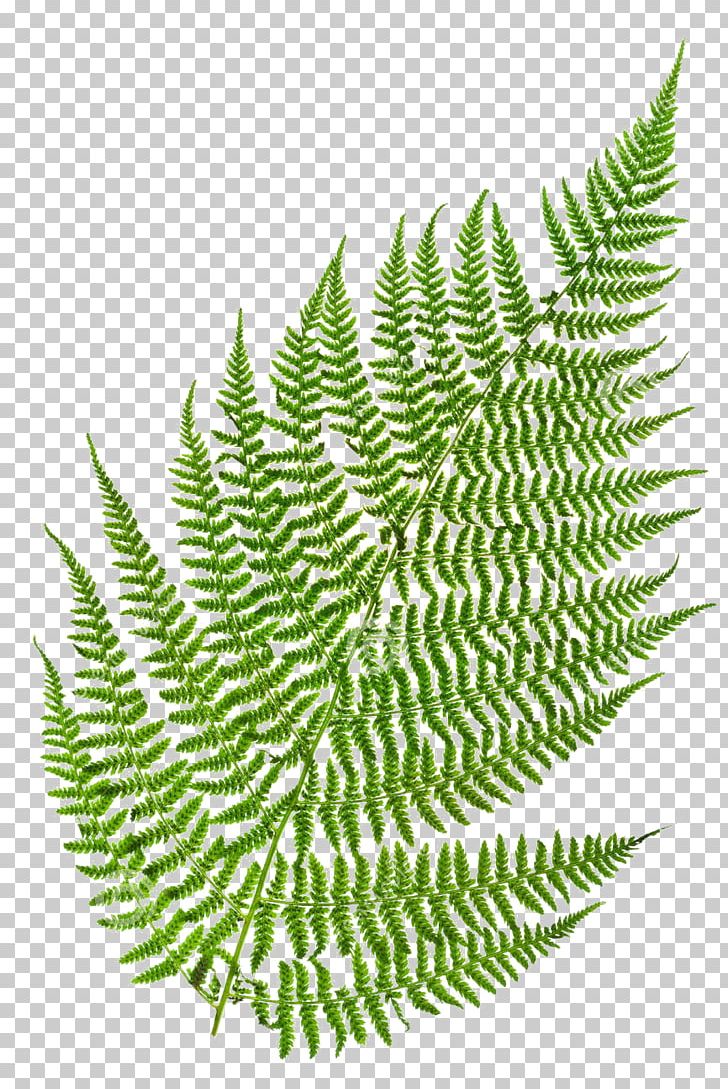 Fern Green Leaf Vascular Plant Stock Photography PNG, Clipart, Botany, Fern, Fern Green, Ferns And Horsetails, Fototapeta Free PNG Download