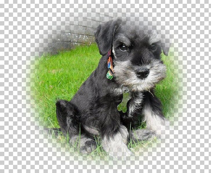 Miniature Schnauzer Standard Schnauzer Dandie Dinmont Terrier Schnoodle Morkie PNG, Clipart, American Kennel Club, Animals, Breed, Carnivoran, Companion Dog Free PNG Download