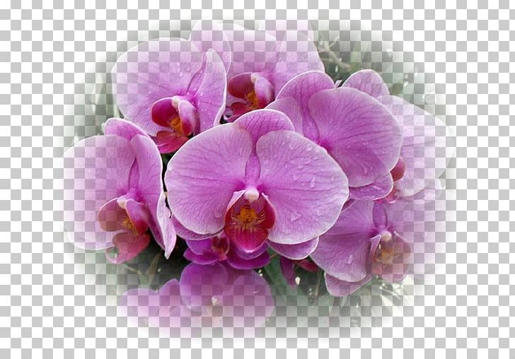 Moth Orchids Flower Plant Lilium PNG, Clipart, Blog, Blossom, Color, Daytime, Diary Free PNG Download