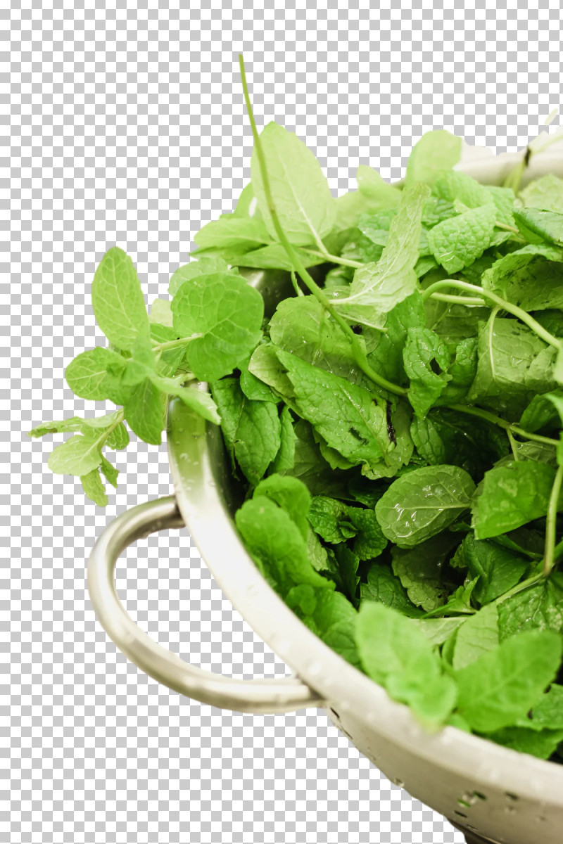 Coriander Herb Seasoning Leaf Vegetable Basil PNG, Clipart, Basil, Bo Forbes, Coriander, Fines Herbes, Flowerpot Free PNG Download