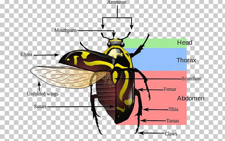 Beetle Elytron Insect Morphology Insect Wing Pest PNG, Clipart, Anatomy, Arthropod, Beetle, Diagram, Elytron Free PNG Download