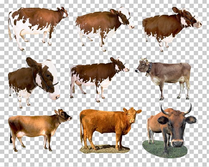 Dairy Cattle Taurine Cattle Calf Ox Pasture PNG, Clipart, Calf, Cattle, Cattle Like Mammal, Cow Goat Family, Dairy Free PNG Download
