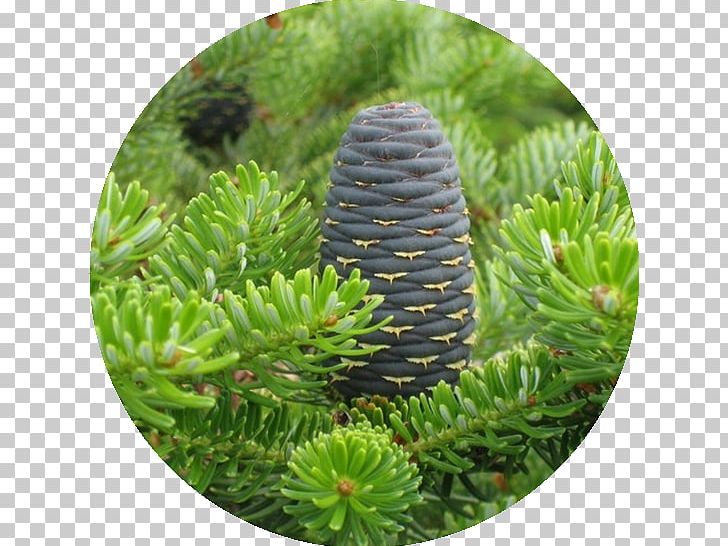 Korean Fir Abies Sibirica Tree Conifers Plants PNG, Clipart, Abies Sibirica, Arborvitae, Biome, Christmas Ornament, Conifer Free PNG Download