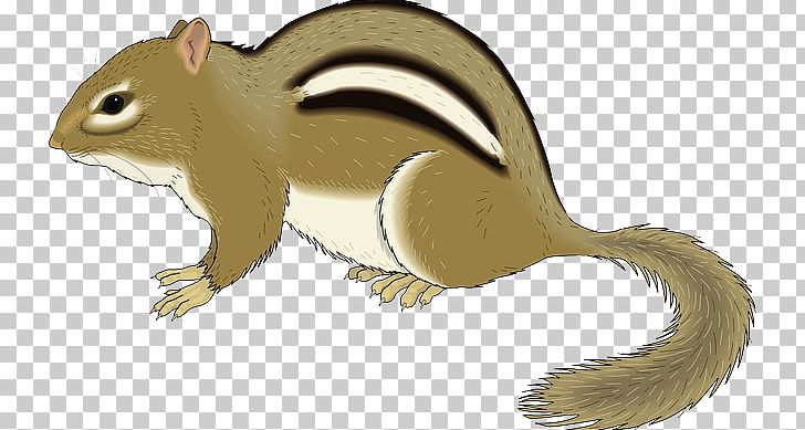 Squirrel Rodent Least Chipmunk PNG, Clipart, Carnivoran, Cartoon, Chipmunk, Eastern Gray Squirrel, Fauna Free PNG Download