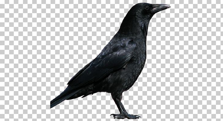 Crow PNG, Clipart, American Crow, Animals, Are You, Beak, Bird Free PNG Download