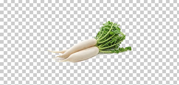 Daikon Root Vegetables Cải Củ Carrot PNG, Clipart, Bitter Melon, Broccoli, Cai, Carrot, Chinese Cabbage Free PNG Download
