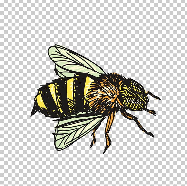 Insect Bee Drawing PNG, Clipart, Arthropod, Bee, Bee Hive, Bee Honey, Bees Free PNG Download