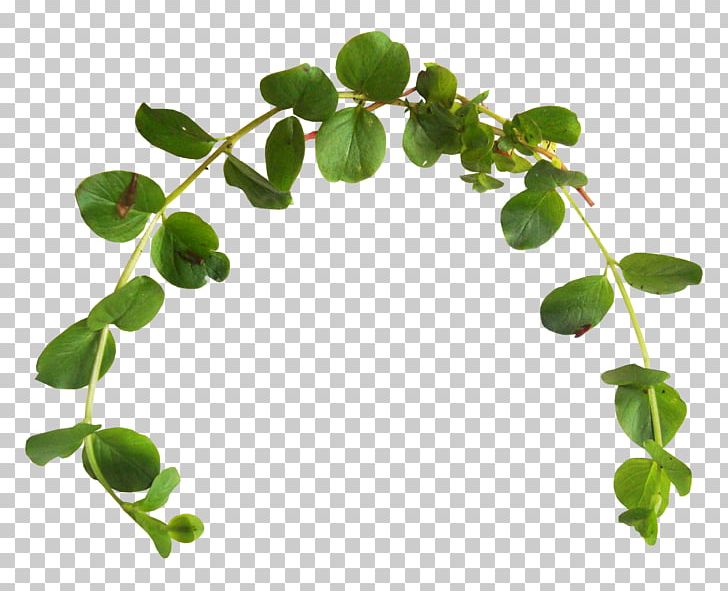 Leaf Branch Green PNG, Clipart, Branch, Clip Art, Color, Crown, Green Free PNG Download