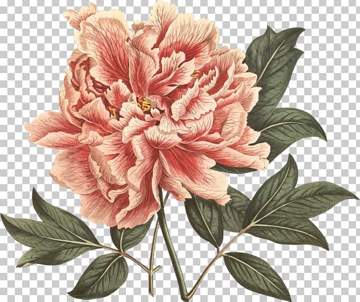 Moutan Peony Botanical Illustration The Botany Of Empire In The Long Eighteenth Century: Highlights From The Dumbarton Oaks Rare Book Collection PNG, Clipart, Botanical Illustration, Botany, Collection, Dumbarton Oaks, Empire Free PNG Download