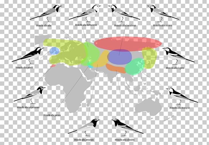 Palearctic Realm Biogeographic Realm White Wagtail Bird Biogeography PNG, Clipart, Alba, Avian, Beak, Biogeographic Realm, Biogeography Free PNG Download