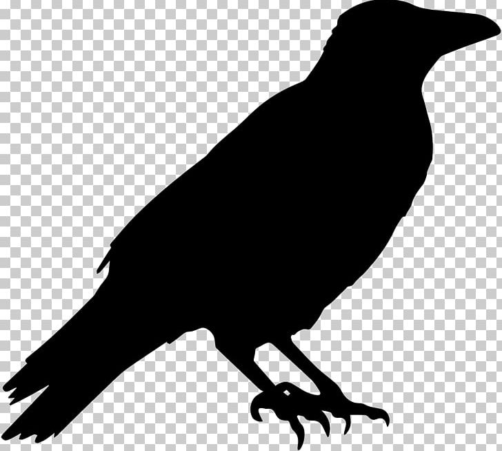 American Crow Common Raven PNG, Clipart, American Crow, Beak, Bird, Black And White, Common Raven Free PNG Download